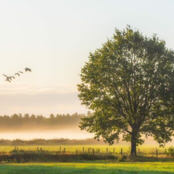 La fête de l’arbre